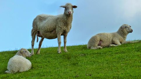 Deich Schafe 2